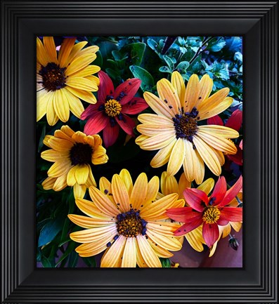 Framed Colorful Bunch Print