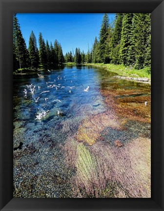 Framed Peaceful Stream Print