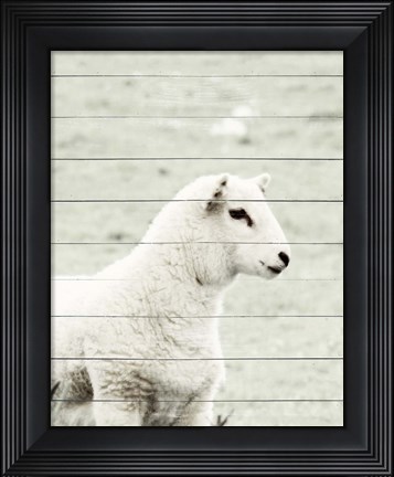 Framed White Sheep Print