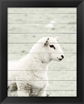 Framed White Sheep Print