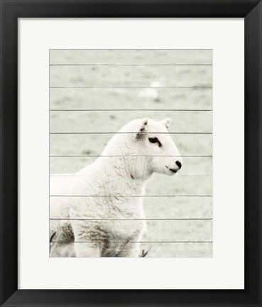 Framed White Sheep Print