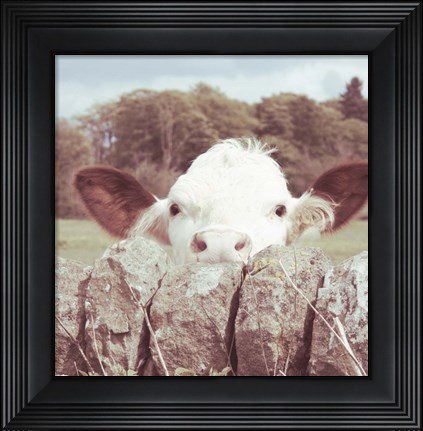 Framed Peek-a-Boo Cow Print