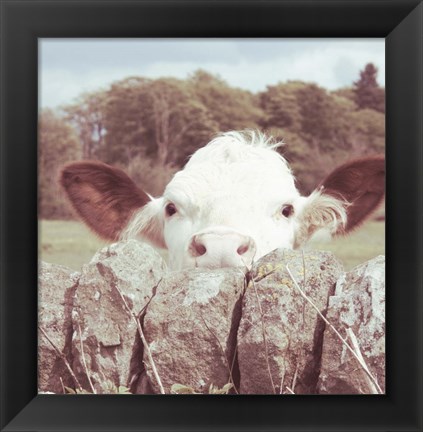 Framed Peek-a-Boo Cow Print