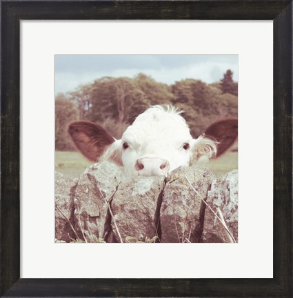 Framed Peek-a-Boo Cow Print