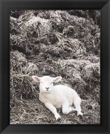 Framed Sheep Vibes Print