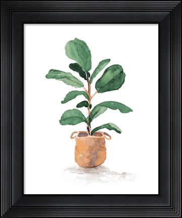 Framed Potted Fiddle Fig Tree II Print
