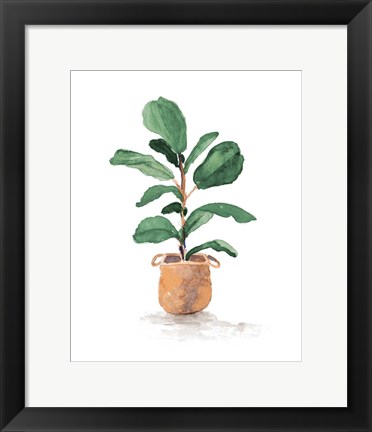 Framed Potted Fiddle Fig Tree II Print