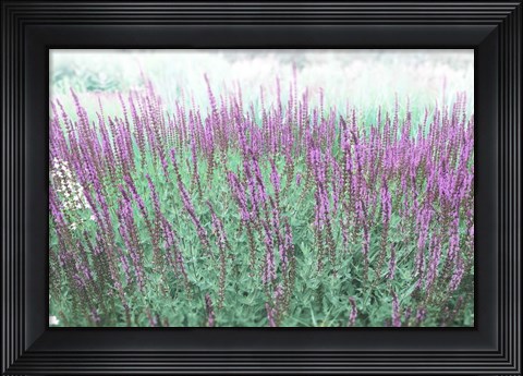 Framed Lavender Garden Print