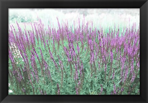 Framed Lavender Garden Print