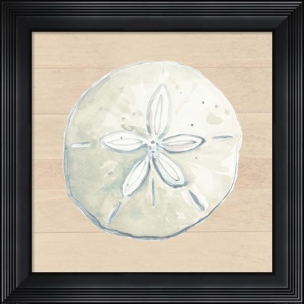Framed Sand Dollar Print