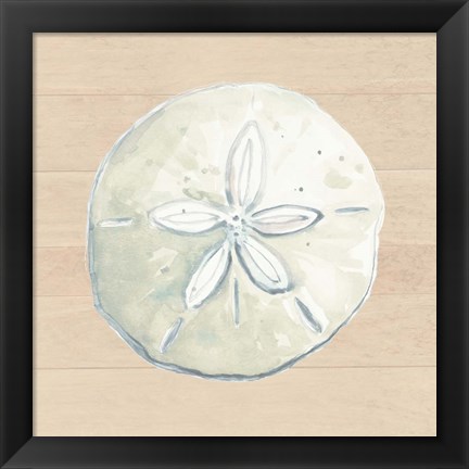 Framed Sand Dollar Print