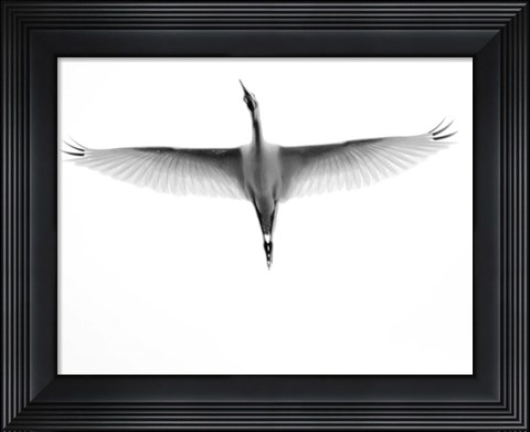 Framed In Flight Print