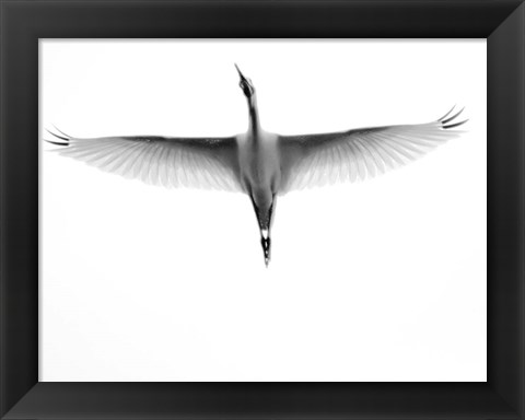 Framed In Flight Print