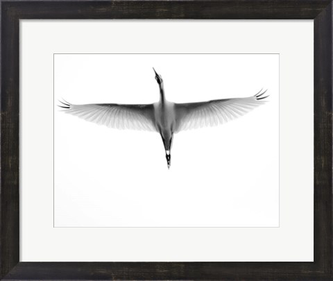 Framed In Flight Print