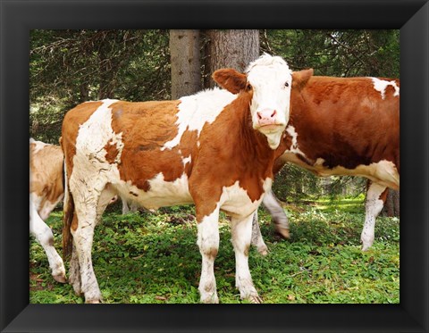 Framed Swiss Cows Print