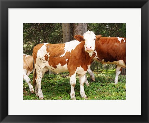 Framed Swiss Cows Print