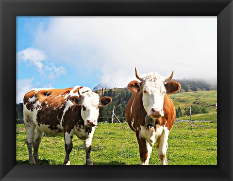 Framed Country Cows Print