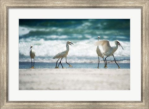 Framed Egret Walk Print