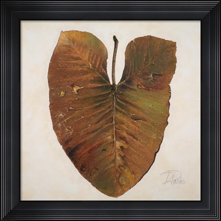 Framed Amazonas II Print