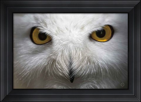 Framed Snowy Owl Stare Print