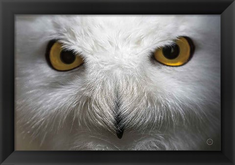 Framed Snowy Owl Stare Print