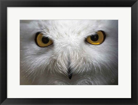 Framed Snowy Owl Stare Print