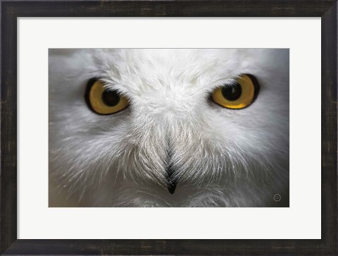 Framed Snowy Owl Stare Print