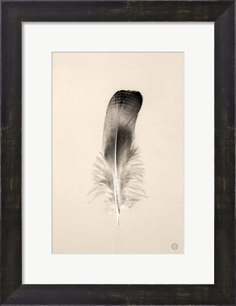 Framed Floating Feathers IV Sepia Print