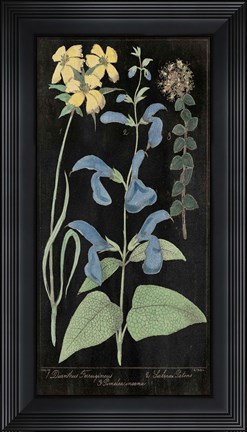 Framed Salvia Florals II on Black Print