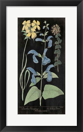 Framed Salvia Florals II on Black Print