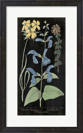 Framed Salvia Florals II on Black Print