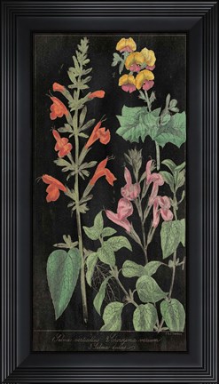 Framed Salvia Florals I on Black Print
