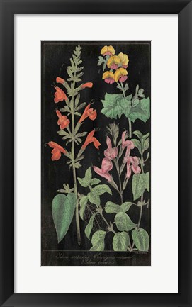 Framed Salvia Florals I on Black Print