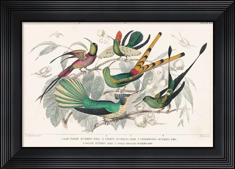 Framed Hummingbirds Chart Print