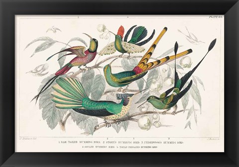 Framed Hummingbirds Chart Print