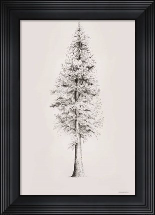 Framed When a Redwood Isn&#39;t Red Print