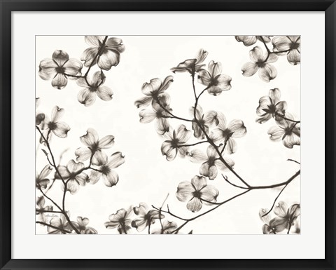 Framed Dogwood Blossom Silhouette Print