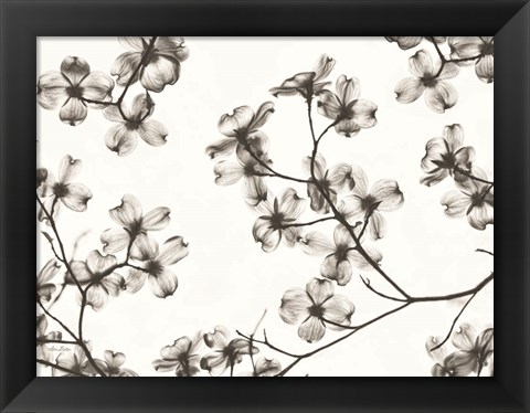 Framed Dogwood Blossom Silhouette Print