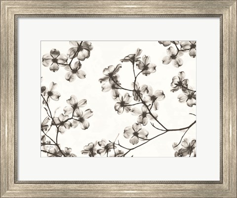 Framed Dogwood Blossom Silhouette Print