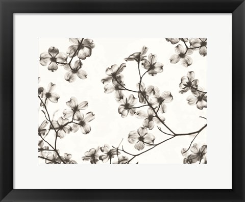 Framed Dogwood Blossom Silhouette Print