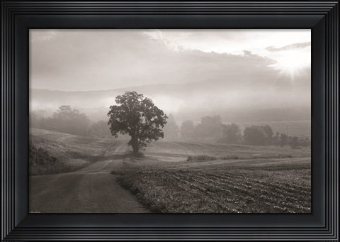 Framed Morning Haze II Print