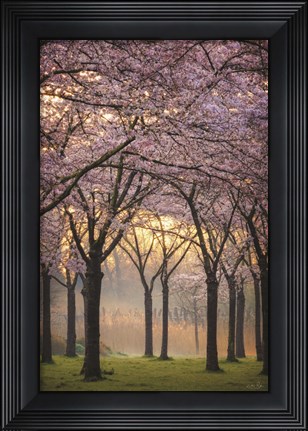 Framed Cherry Trees at Sunrise Print