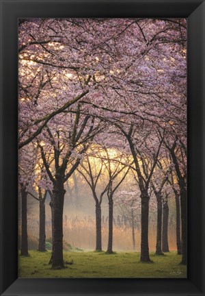 Framed Cherry Trees at Sunrise Print