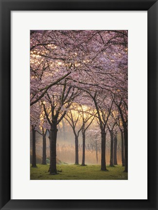 Framed Cherry Trees at Sunrise Print