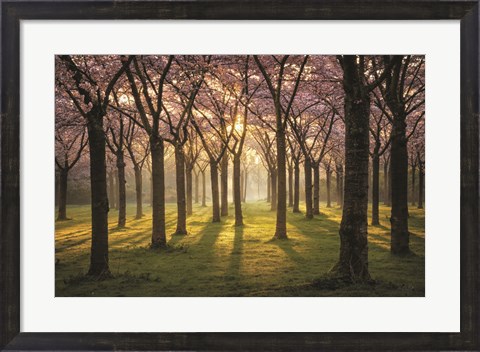 Framed Cherry Trees in Morning Light I Print