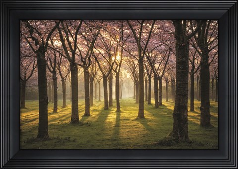 Framed Cherry Trees in Morning Light I Print