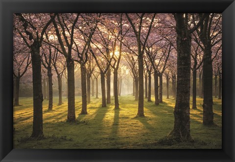 Framed Cherry Trees in Morning Light I Print