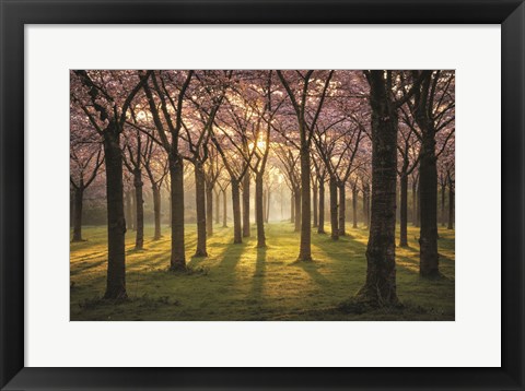 Framed Cherry Trees in Morning Light I Print