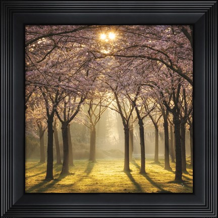 Framed Cherry Trees in Morning Light II Print