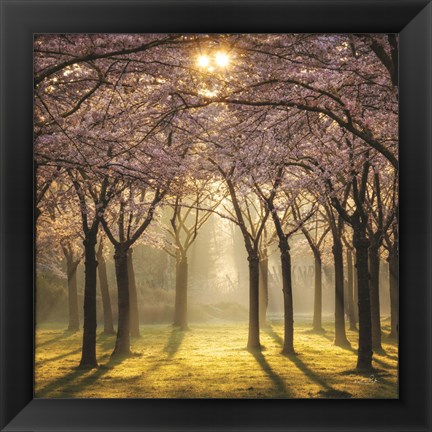 Framed Cherry Trees in Morning Light II Print